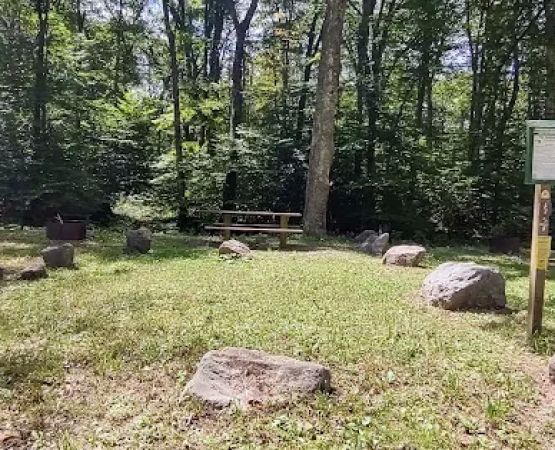Williams River Campsite 5