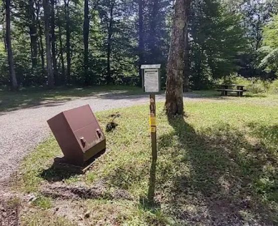 Williams River Campsite 1