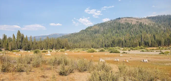 Lewis At French Meadows 5