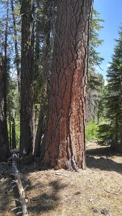 Black Bear Campground 3