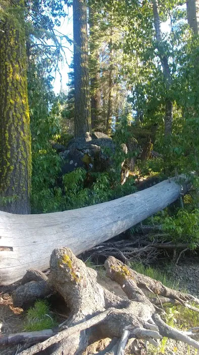 Black Bear Campground 6