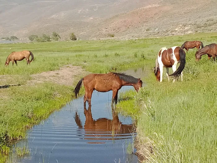 Washoe Lake State Park Campground 8