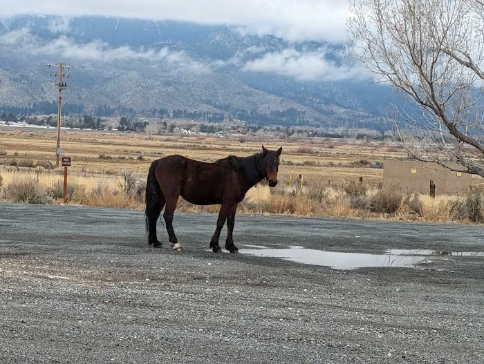 Washoe Lake State Park Campground 6