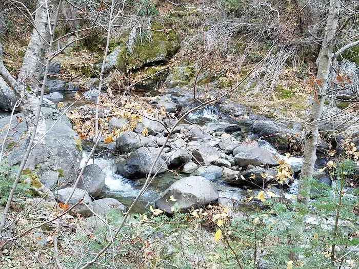 Tunnel Mills Group Campground 6