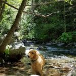 Tunnel Mills Group Campground