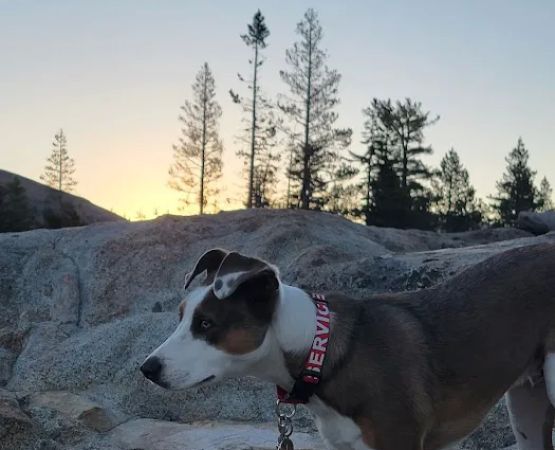 Caples Lake Campground