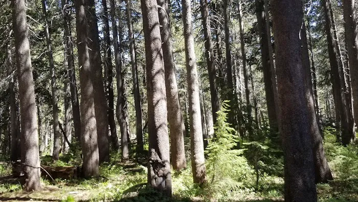 Damsite Campground 9