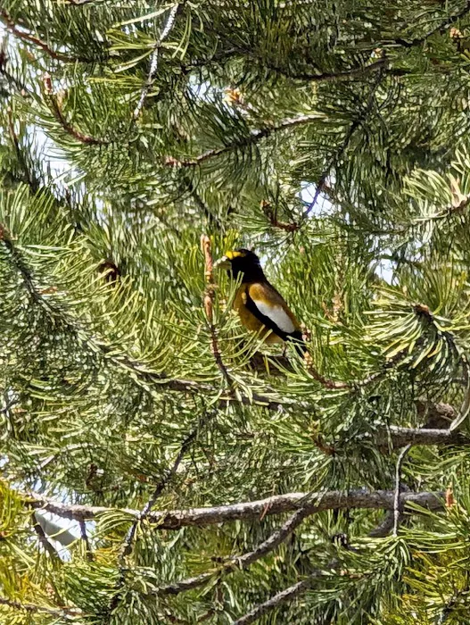 Yuba Pass Campground 5