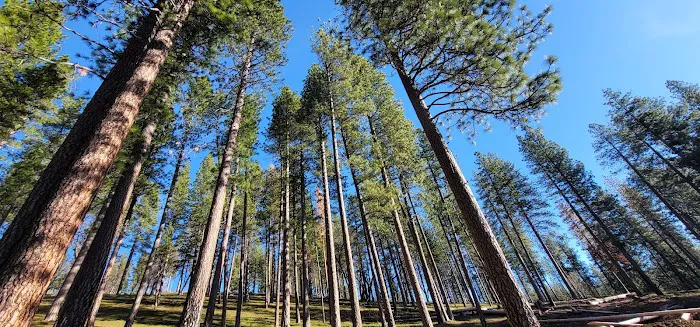 Pinecone Area 9