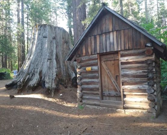 Nelder Grove