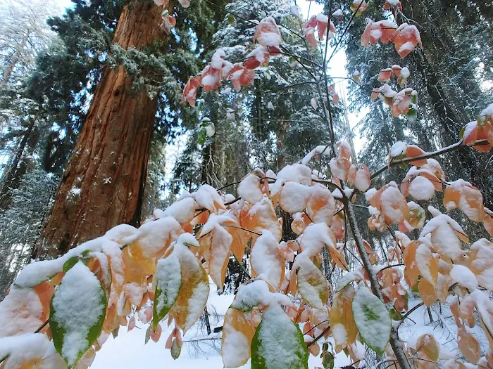Nelder Grove 9