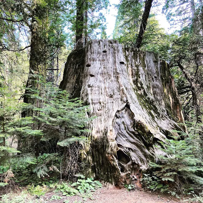 Nelder Grove 3