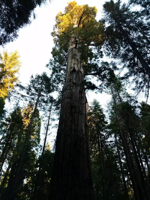 Nelder Grove 1