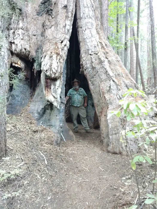 Nelder Grove 2