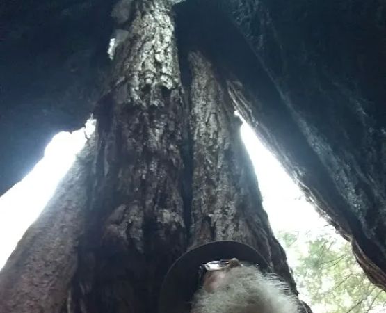 Nelder Grove