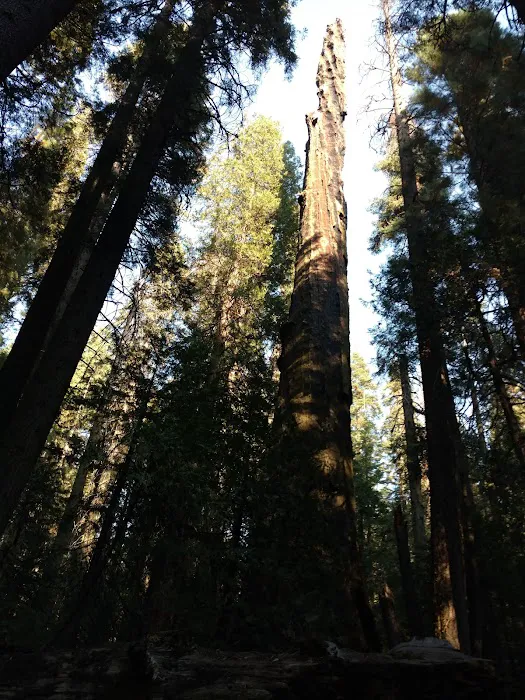 Nelder Grove 3