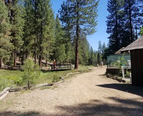Lair of the Golden Bear - Camp Oski