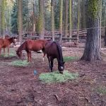 Kerrick Corral Horse Camp
