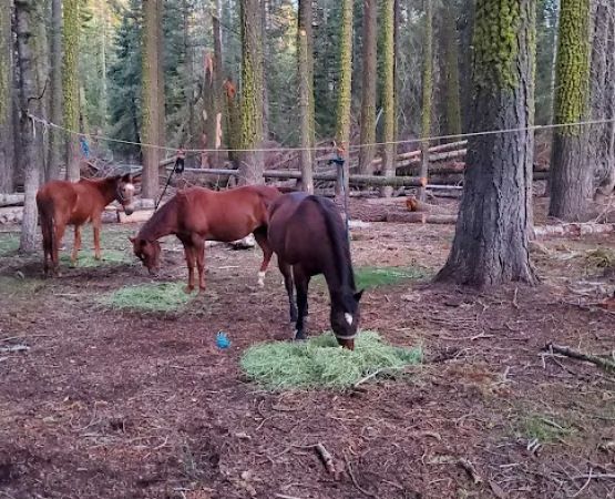 Kerrick Corral Horse Camp