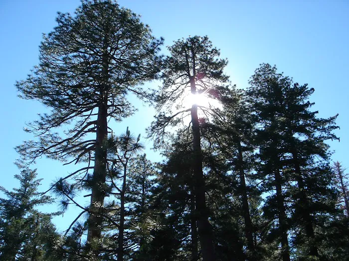 Pines Campground 0