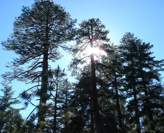 Pines Campground