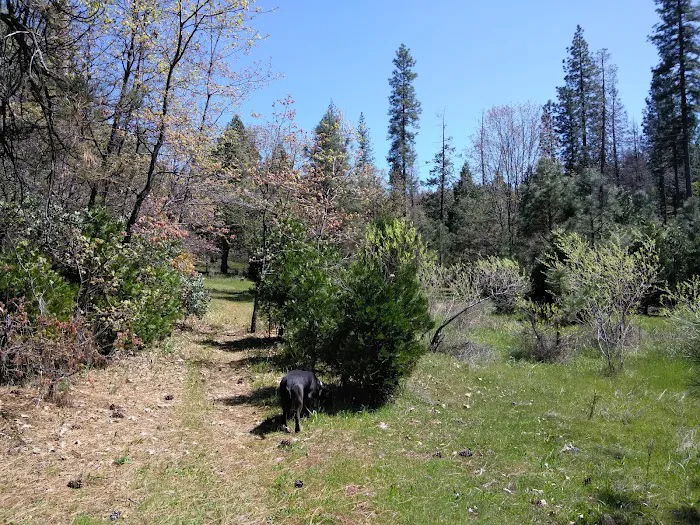 Pines Campground 4