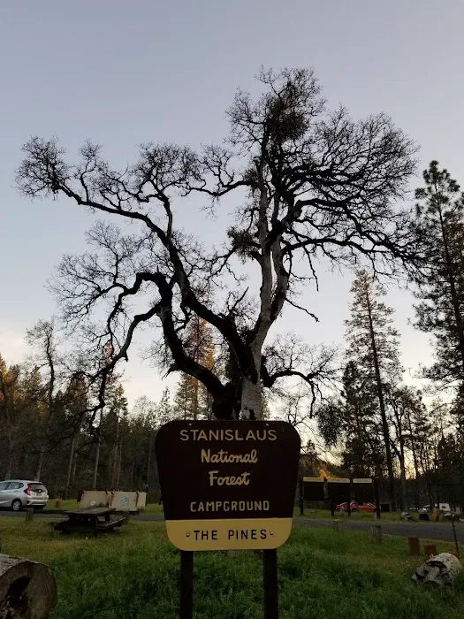 Pines Campground 8