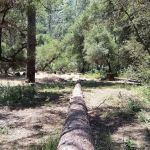 Lumsden Bridge Campground