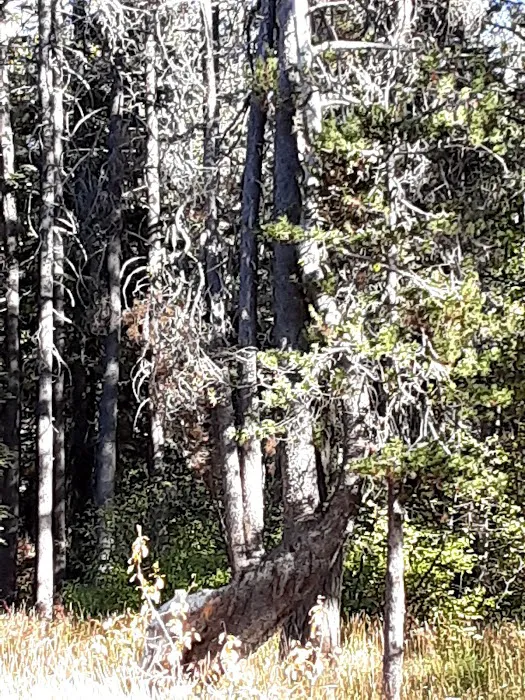 Woodchuck Campground 3