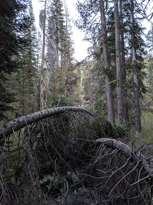 Woodchuck Campground 8