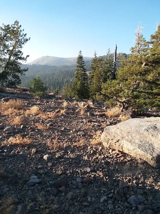 Lodgepole Group Campground 1