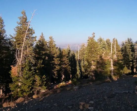 Lodgepole Group Campground