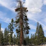 Utica Reservoir Sandy Flat Campground