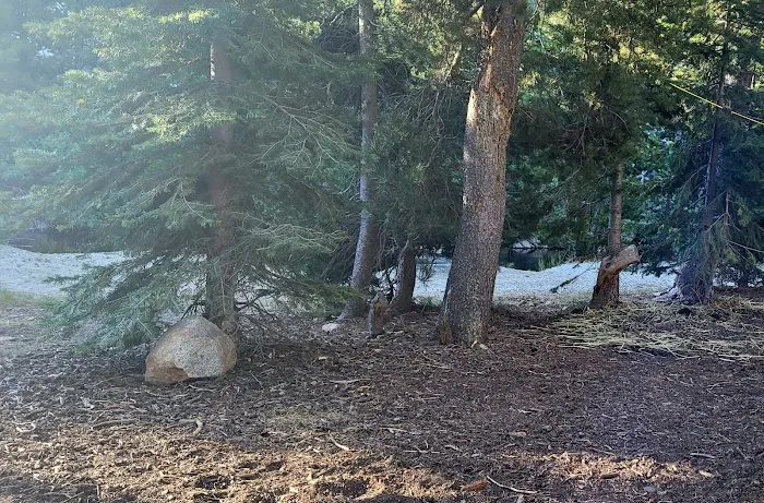 Spicer Meadow Campground 5