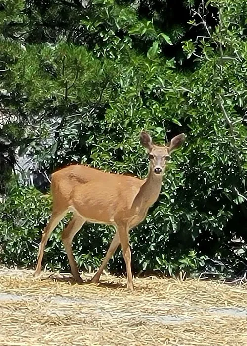 Spicer Meadow Campground 6