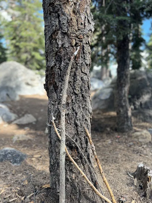 Spicer Meadow Campground 9