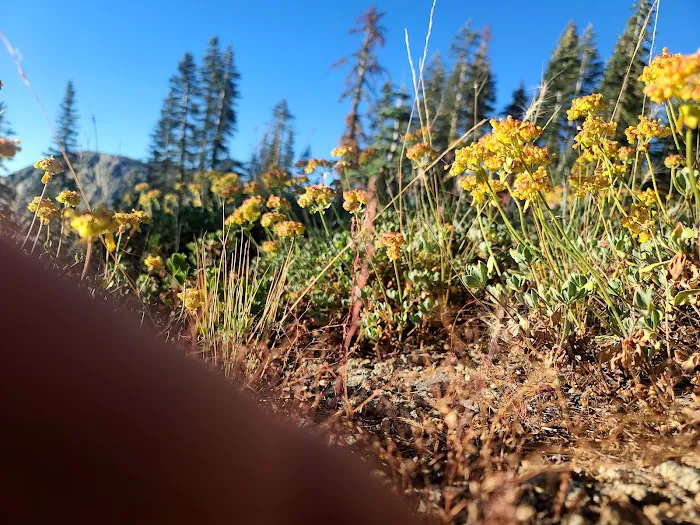 Grouse Ridge Campground 7