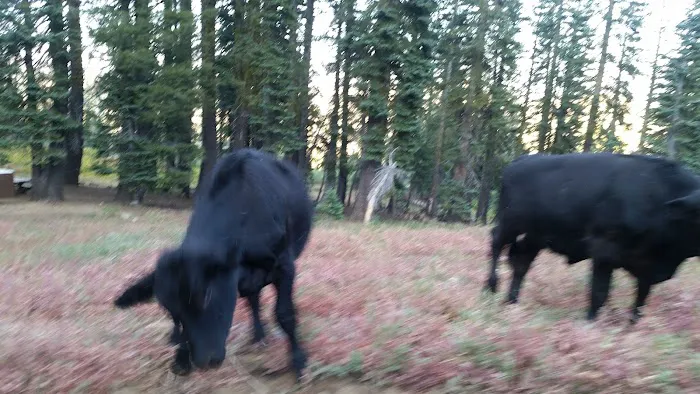 Grouse Ridge Campground 6