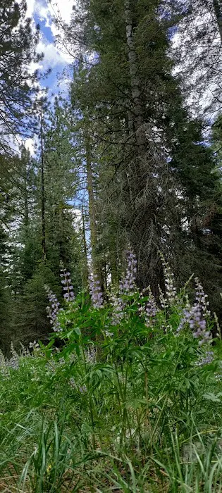 East Meadow Campground 9