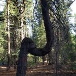 ASPEN GROUP (TAHOE) (recgovnpsdata)