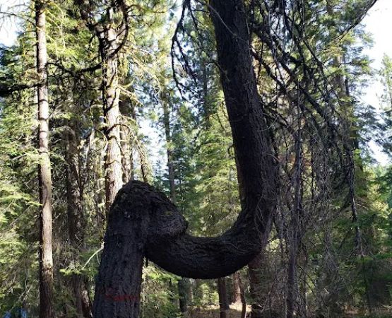 ASPEN GROUP (TAHOE) (recgovnpsdata)