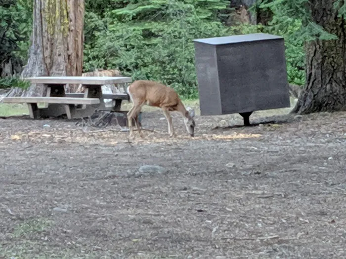 Jackson Creek Campground 6