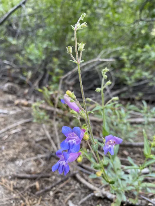Mill Creek Campground 0
