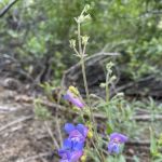 Mill Creek Campground