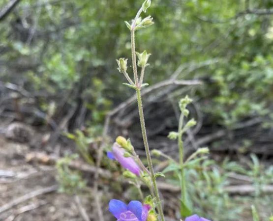 Mill Creek Campground