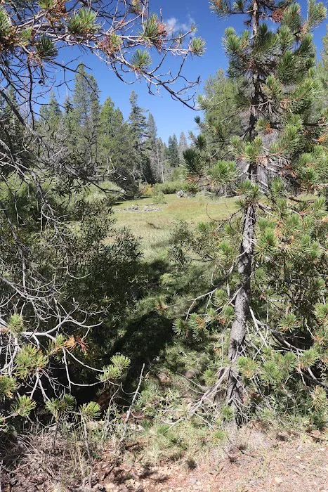 Little Grizzly Campground 8