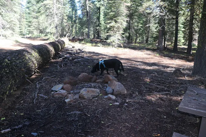 Little Grizzly Campground 5