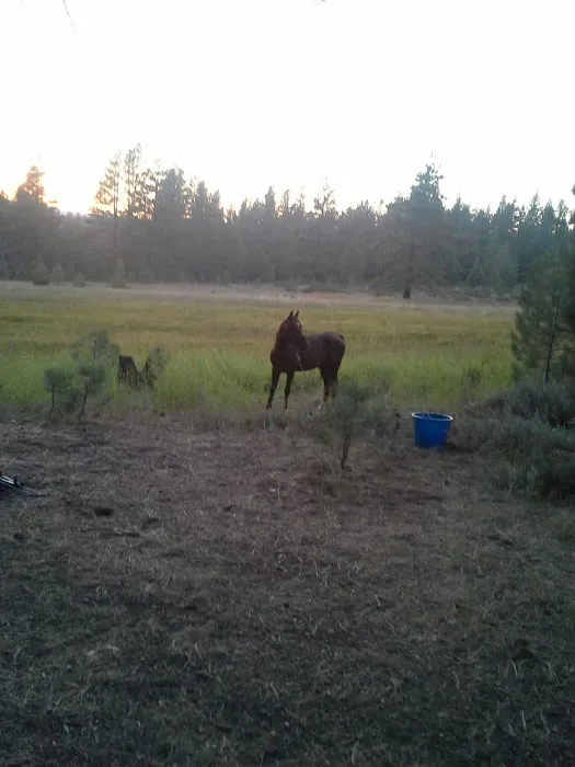 Boca Spring Campground 8