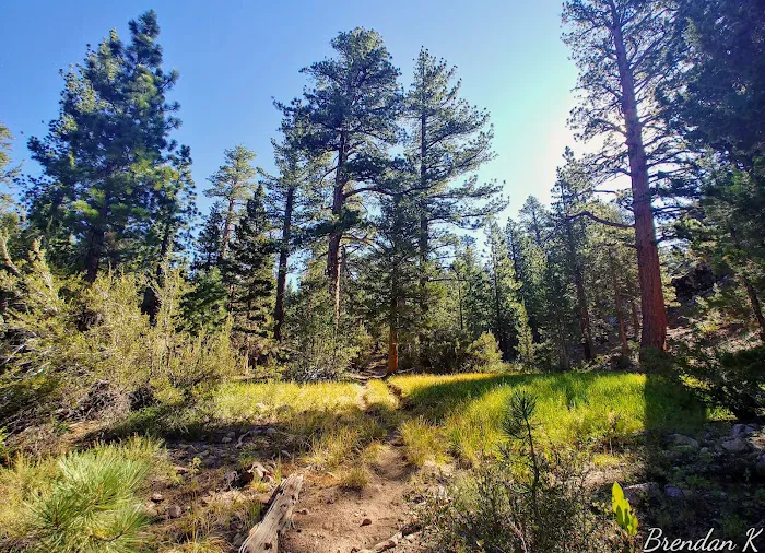 Leavitt Meadows Trailhead and Campground 3
