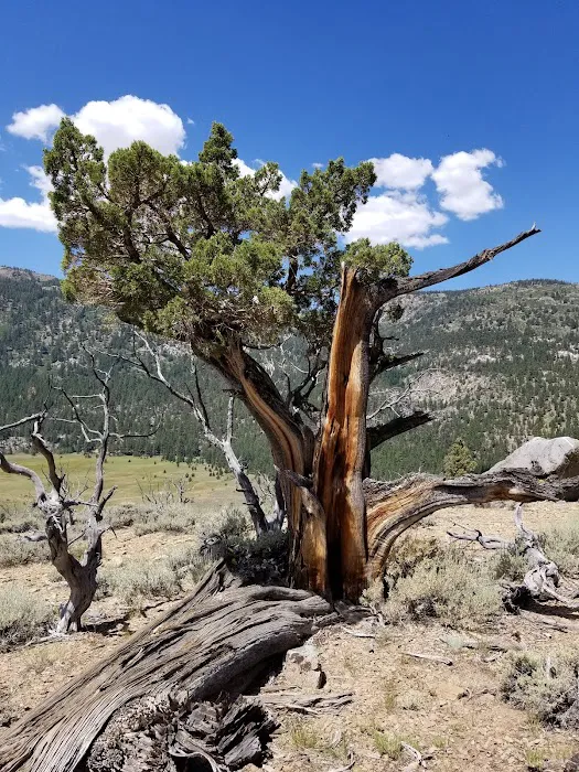Leavitt Meadows Trailhead and Campground 7